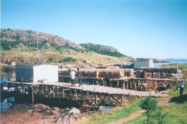493: Red Island harbour. (circa 2000) [courtesy of Madonna (Bishop) Mulrooney]